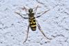 Xylotrechus arvicola
